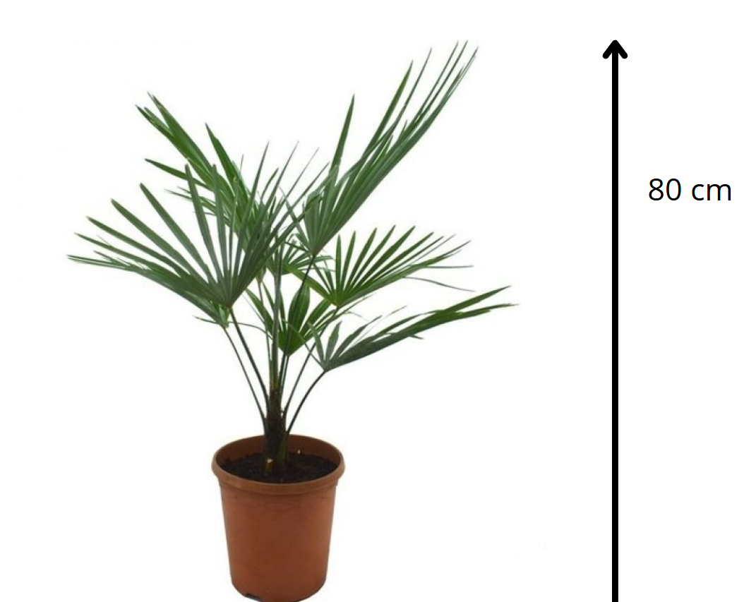 Trachycarpus Wagnerianus Princeps